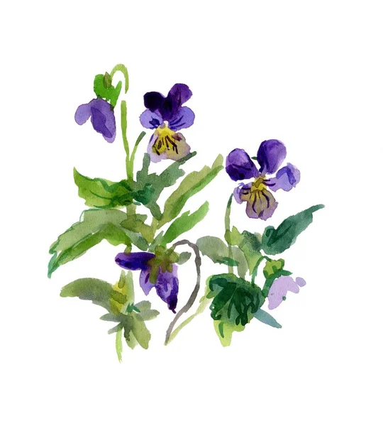 Viola Tricolore Con Foglie — Foto Stock