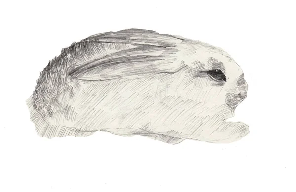 Кролик Карандашом — стоковое фото