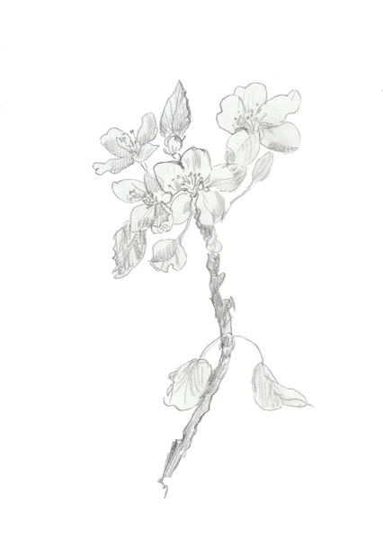 A blooming apple tree branch drawn in pencil