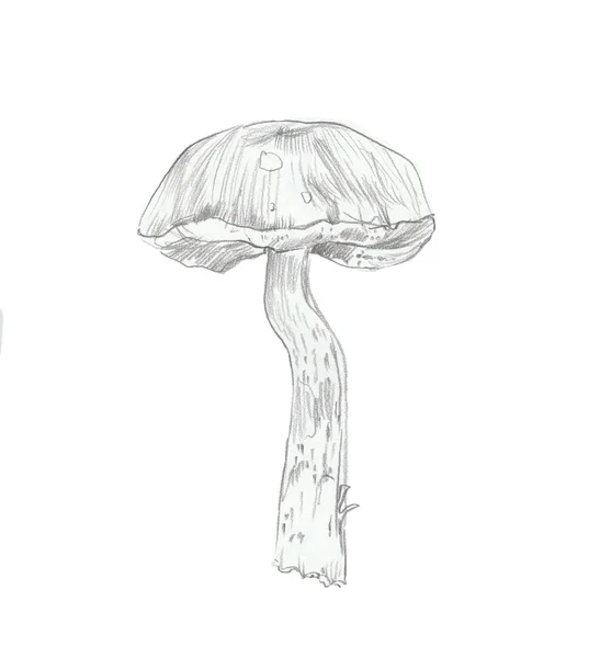 Crayon Automne Brun Champignon — Photo