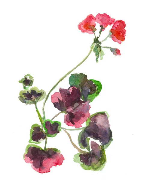 Rosa Geranium Med Löv — Stockfoto