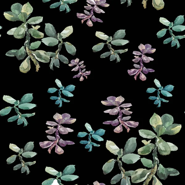 白い背景のクラッスラ植物パターン — ストック写真