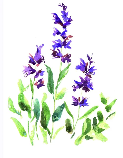 Salvia Viola Con Foglie Verdi — Foto Stock