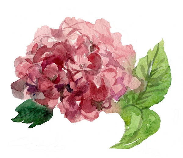 Aquarel Helder Roze Hortensia — Stockfoto