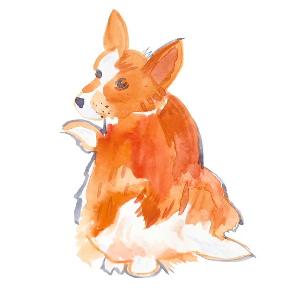 Rode pembroke welsh corgi hond illustratie in aquarel op de geïsoleerde witte achtergrond. Ontwerp voor textiel, stickers, verpakkingspapier en -karton. — Stockfoto