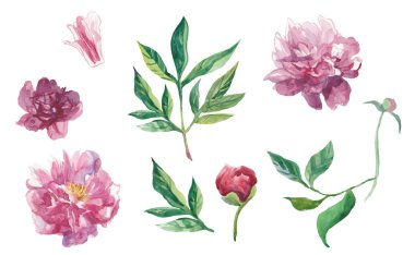 Yapraklı ve tomurcuklu suluboya şakayıklar..