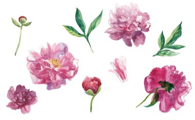 Yapraklı ve tomurcuklu suluboya şakayıklar..