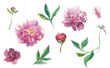 Yapraklı ve tomurcuklu suluboya şakayıklar..