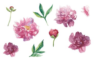 Yapraklı ve tomurcuklu suluboya şakayıklar..