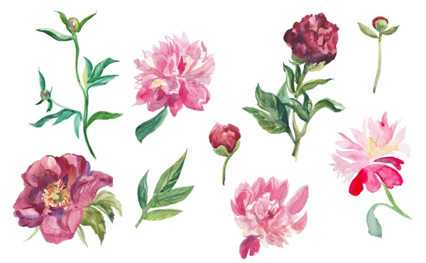 Yapraklı ve tomurcuklu suluboya şakayıklar..