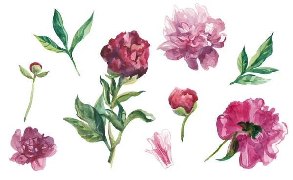 Yapraklı ve tomurcuklu suluboya şakayıklar..