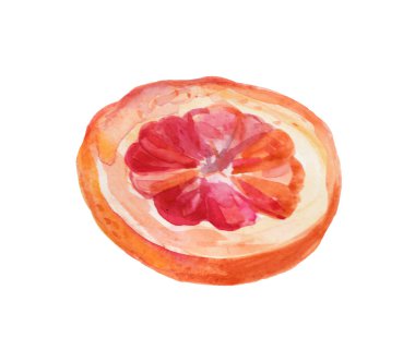 Suluboya el pembe greyfurtlar çizdi. İzole Eko Doğal Foo