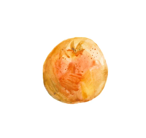 Watercolor hand drawn pink grapefruits. Isolated eco natural foo — Stock Photo, Image