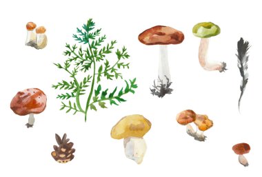 Beyaz bir arka planda mantar, tüy, koni ve eğreltiotu yaprağı seti. Bir bitkinin el boyaması suluboya orman elementleri.