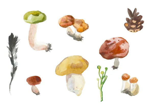 Pilze und Kegel auf weißem Hintergrund. handbemalt — Stockfoto