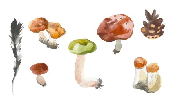 Set van champignons en kegel op een witte achtergrond. Handgeschilderd wa — Stockfoto