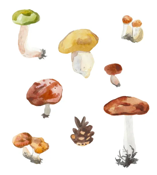 Set van champignons en kegel op een witte achtergrond. Handgeschilderd wa — Stockfoto