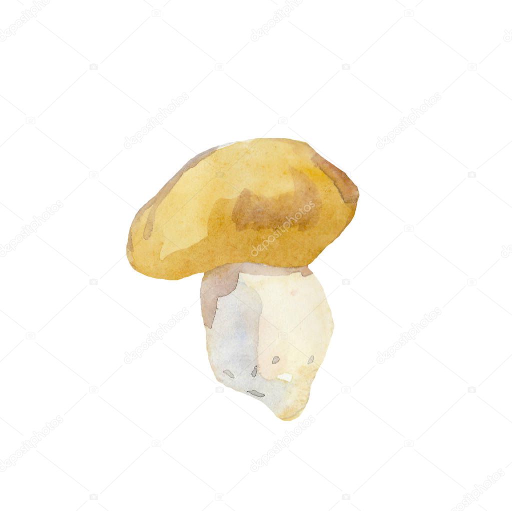Mushroom on a white background. Watercolor forest elements Mushr