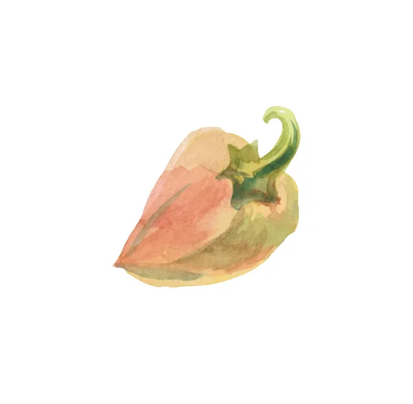 Paprika orange poivre aquarelle illustration dessinée à la main. Vegeta — Photo