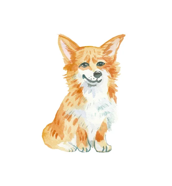 Red pembroke Welsh corgi dog illustration in watercolor on the i — стоковое фото