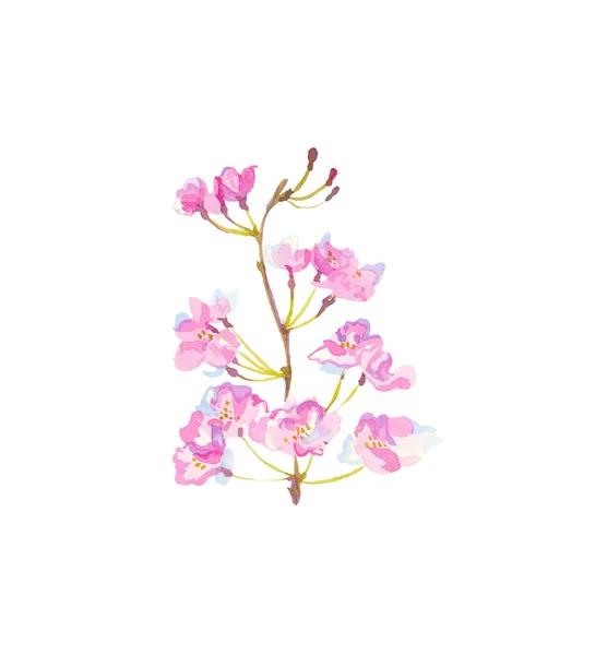 Ένα Κλαδί Ακουαρέλα Sakura Λουλούδια Φύλλα Και Buds Botany Απεικονίσεις — Φωτογραφία Αρχείου