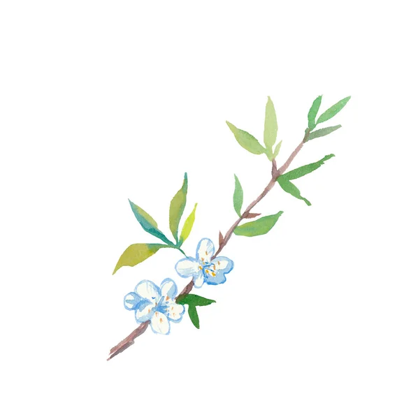 One Branch Watercolor Sakura Flowers Leaves Buds Botany Illustrations White — 스톡 사진