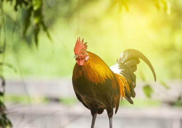 Obese Chicken Standing Sun — Stock Photo, Image