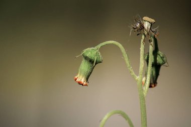 Yaz aylarında kuru çiçekler.