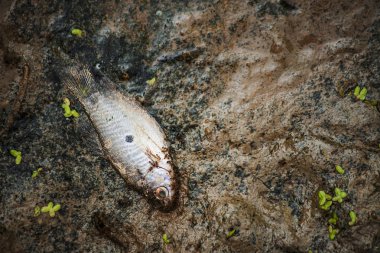 Sıcak hava nedeniyle balık die.