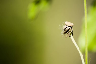 Yaz aylarında kuru çiçekler.