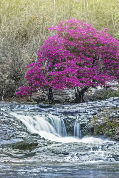 Drzewa Liśćmi Fioletowy Wodospad — Zdjęcie stockowe