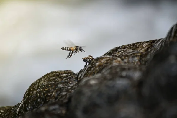 Las Abejas Beben Agua Las Rocas — Foto de Stock