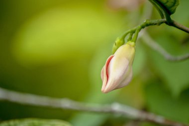 Halk ön bahçesinde dikilen pembe kokulu çiçekler.
