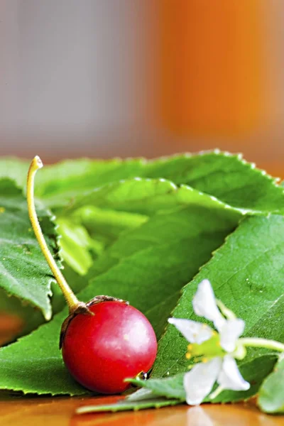 Calabura, Reçel ağacı, Jamaika kiraz, Malaya Kiraz, Batı Hint Kiraz