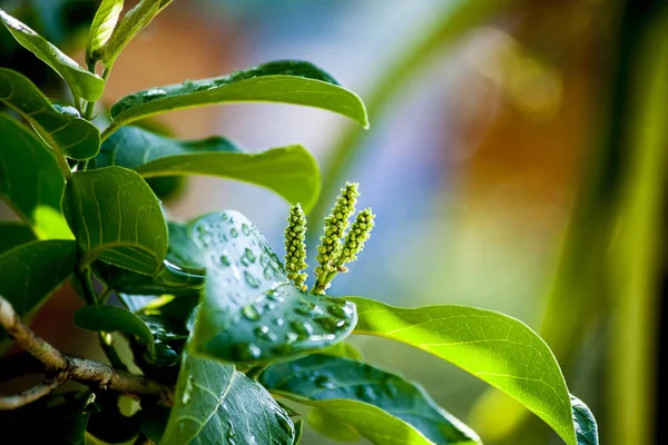 The tree shoots the inflorescences in the rainy season.