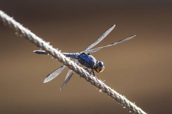 The dragonfly is on the rope for sun exposure.