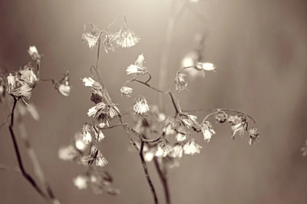 Дрібні Сухі Квіти Вмирають Влітку Вигляді Чорно Білих Фону — стокове фото