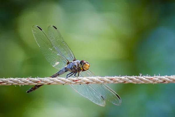 The dragonfly is on the rope for sun exposure.