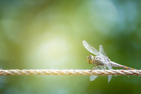 The dragonfly is on the rope for sun exposure.