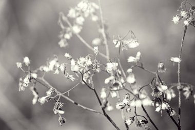 Kuru ve yazın ölen küçük çiçekler.