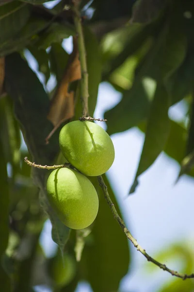 Ağaçta iki mango.