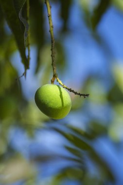 Ağaçta küçük mango.