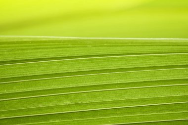 Arka plan ve kopyalama alanı için yaprakların yakın mesafesi.