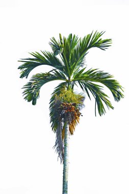 Beyaz arka plan üzerinde Betel ağacı