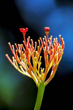 Arka plan ve kopyalama alanı için parlak renklere sahip küçük kırmızı çiçeklenmeler.