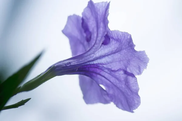 Back Blue Flowers Water Drops — Stock Photo, Image