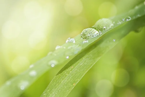 Gotas Água Grama — Fotografia de Stock