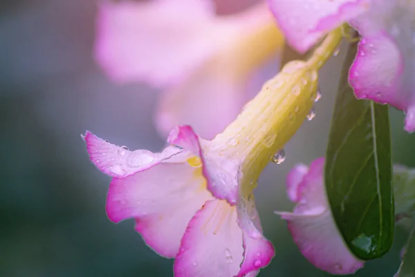 Sabah bir çiçeklenme Azalea üzerinde Dew.
