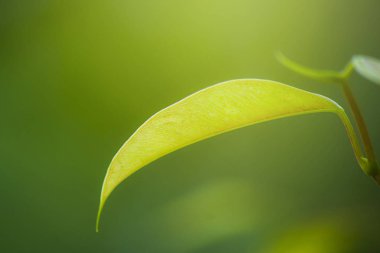 Bahar aylarında yumuşak yaprakları ve sabah güneşi, kopya alanları ve arka planlar için.