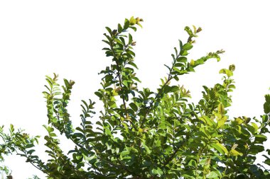 Beyaz arkaplanda bırakır.